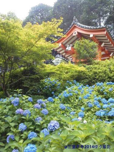 紫陽花を愛でてみたｗ　＠三室戸寺　ゆう